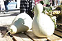 Pear Gourds